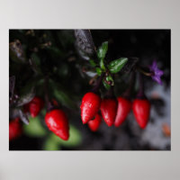 Red Hot Garden Salsa Chilli Peppers.