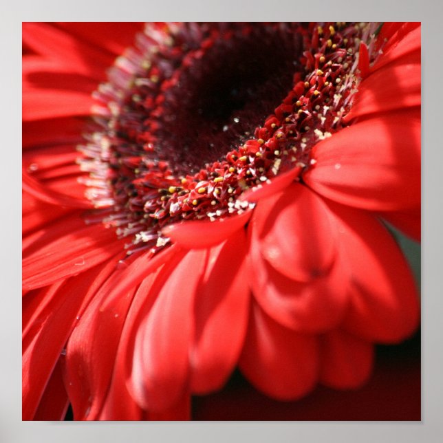 Red Hot Gerbera Poster (Front)