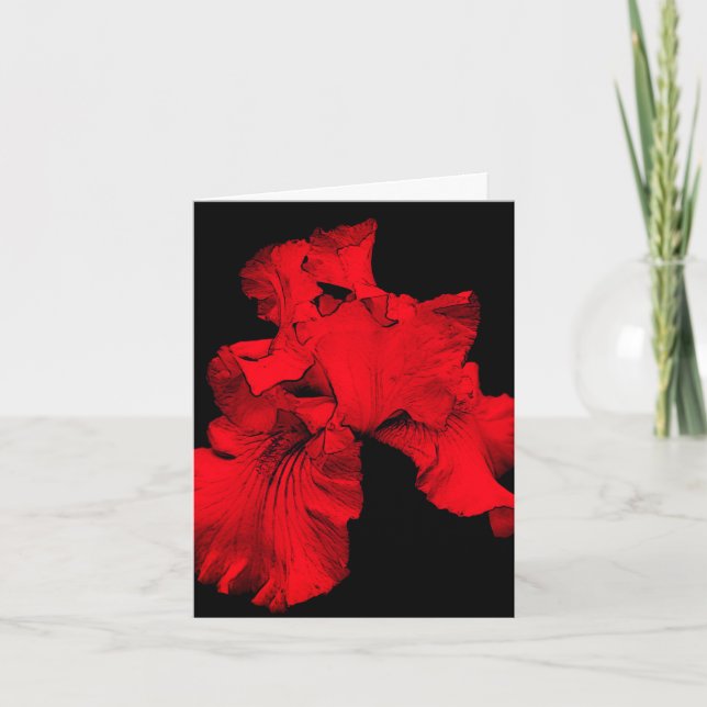 Red Hot Iris Flower Art Blank Note Card (Front)