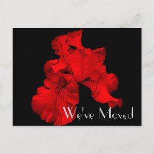 Red Hot Iris New Address Floral Art Postcard