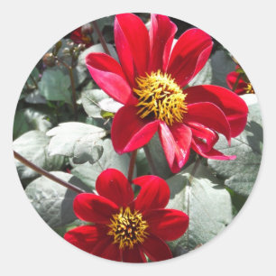 red hot pink daisy / daisies flowers classic round sticker