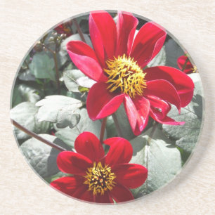 red hot pink daisy / daisies flowers coaster
