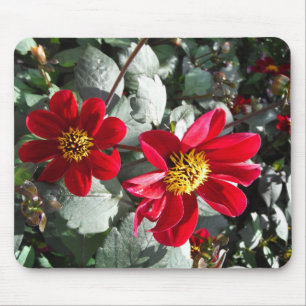 red hot pink daisy / daisies flowers mouse mat
