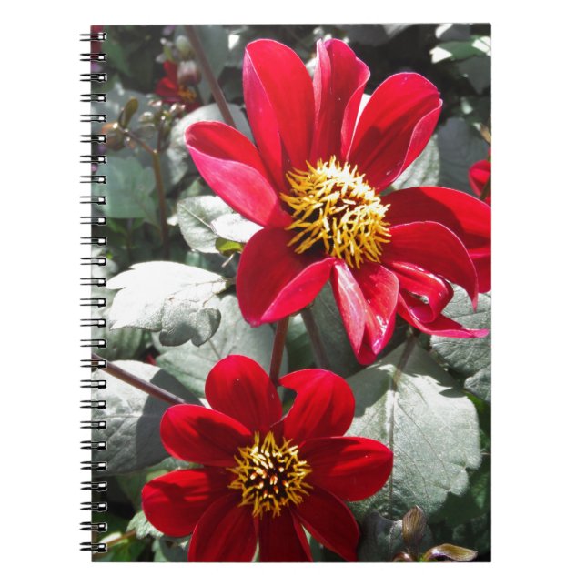red hot pink daisy / daisies flowers notebook (Front)