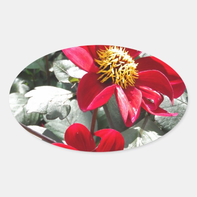 red hot pink daisy / daisies flowers oval sticker (Front)