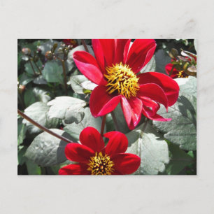 red hot pink daisy / daisies flowers postcard