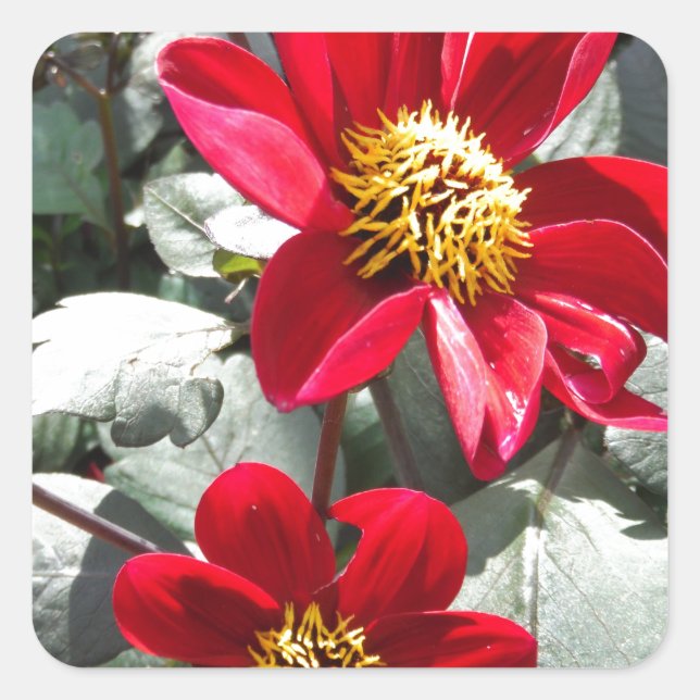 red hot pink daisy / daisies flowers square sticker (Front)