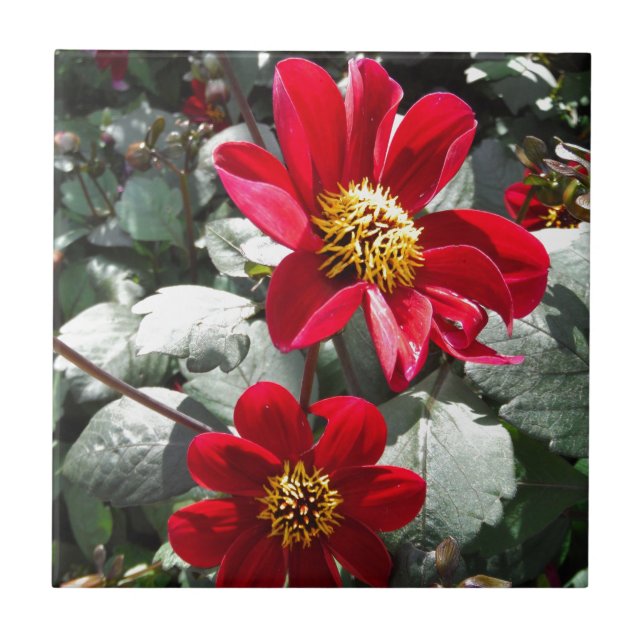 red hot pink daisy / daisies flowers tile (Front)