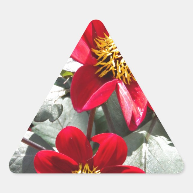 red hot pink daisy / daisies flowers triangle sticker (Front)
