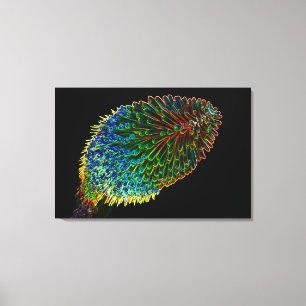 RED HOT POKER 24x36 Canvas Print