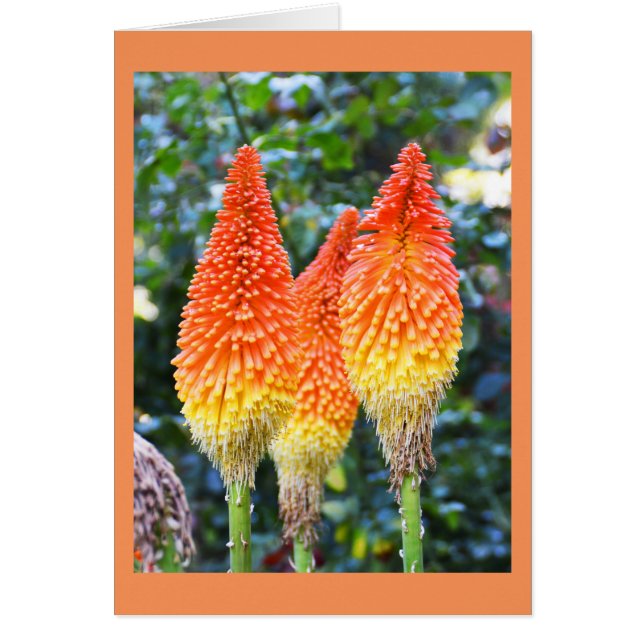 Red hot poker flowers card (Front)