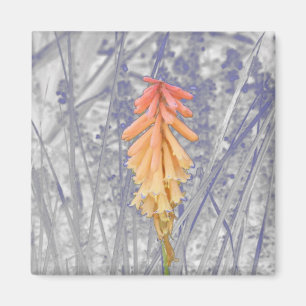 Red Hot Poker Magnet