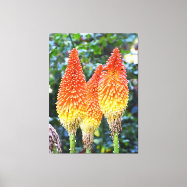 Red hot pokers floral canvas print (Front)