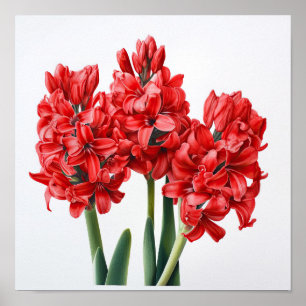 Red Hyacinth Flower Art Print Poster