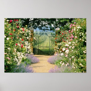 Red Hybrid Rose-Lined Path To Gate, Underplanted W Poster
