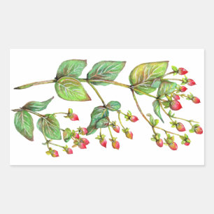 Red Hypericum Berry Rectangular Sticker