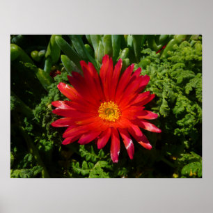 Red Ice Flower Colourful Carpet Plant Poster