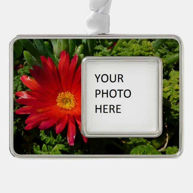 Red Ice Flower Colourful Carpet Plant Silver Plated Framed Ornament (Front)