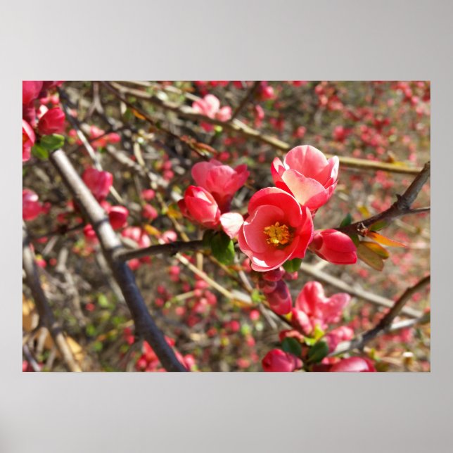 red in spring poster (Front)