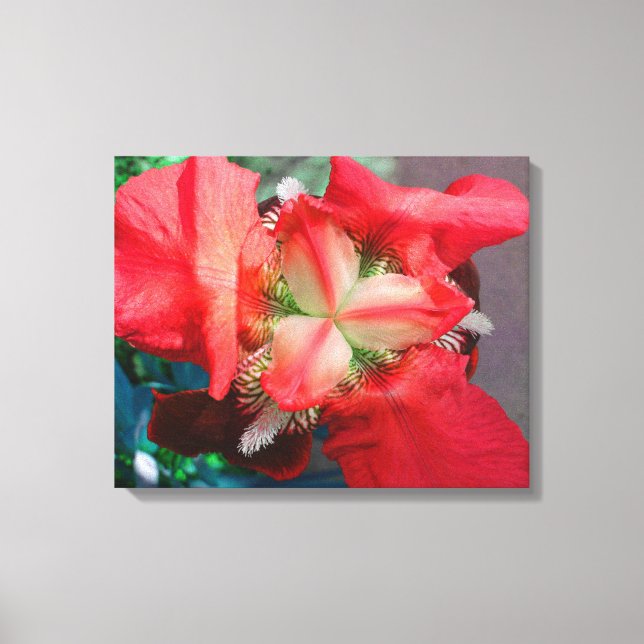 Red Iris Canvas Print (Front)