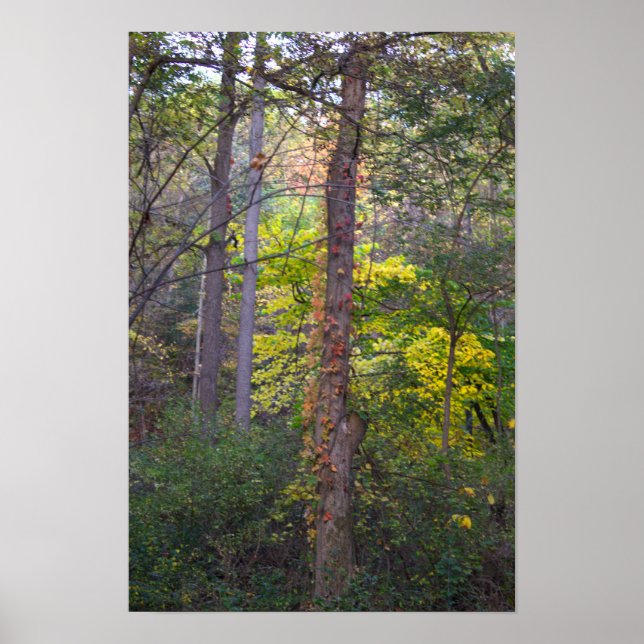 Red Ivy on Tree Poster (Front)