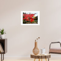 Red Japanese Garden Shinto Shrine Photographic