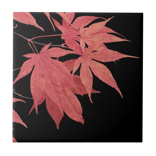 Red Japanese Maple Leaves on Black Tile (Front)
