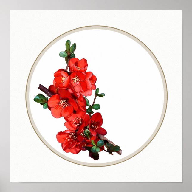 Red Japanese Quince Blossom circle white Poster (Front)