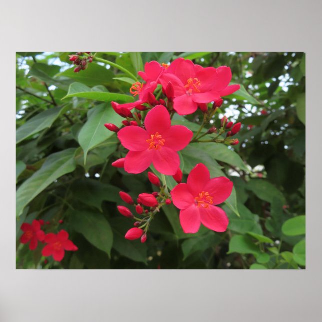 Red Jatropha Flowers Poster (Front)