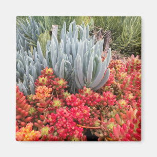 Red Jelly Bean Sedum and Blue Ice Plant Succulent Magnet