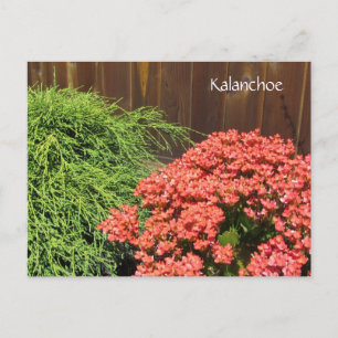 Red Kalanchoe Flowers Postcard