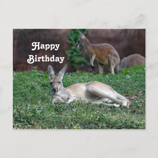 Red Kangaroo 6950 Birthday Postcard (Front)