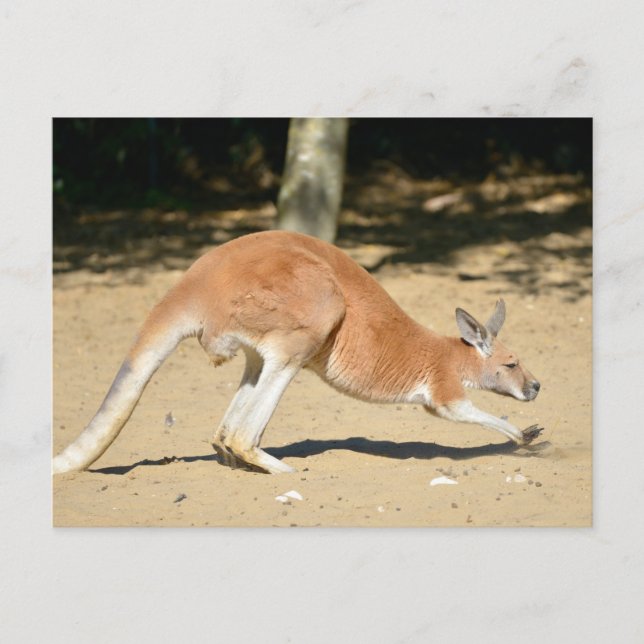 Red kangaroo on sand holiday postcard (Front)
