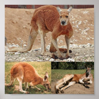 Red Kangaroo