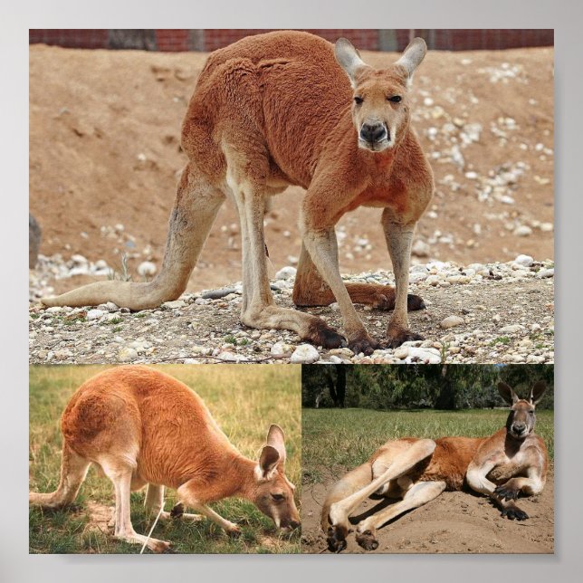 Red Kangaroo Poster (Front)