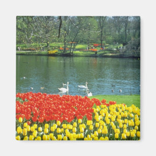 Red Keukenhof Gardens, Holland flowers Magnet