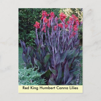 Red King Humbert Canna Lilies Postcard
