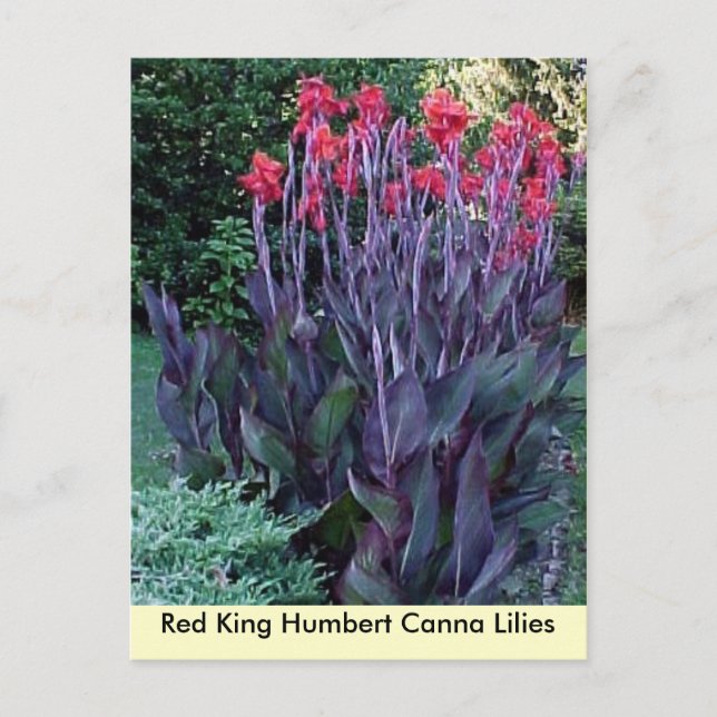 Red King Humbert Canna Lilies Postcard (Front)
