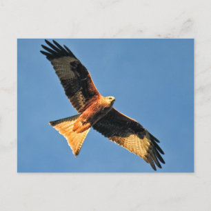 Red Kite Bird of Prey Postcard