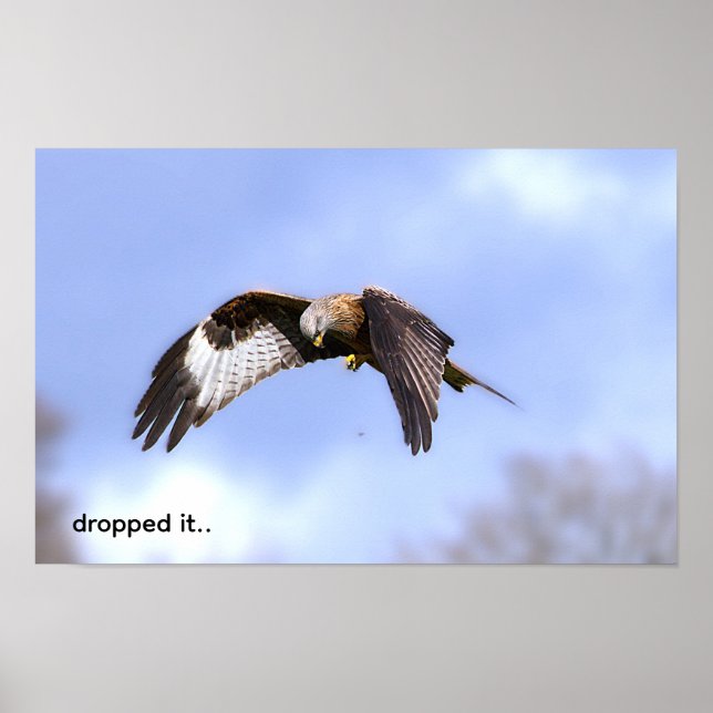 Red Kite drops food Poster (Front)