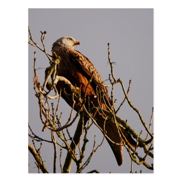 red kite bird gifts red kite bird gifts