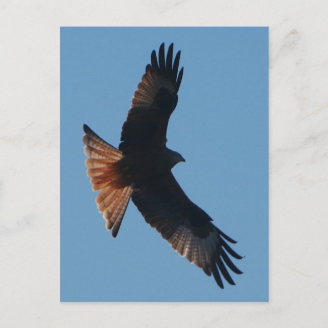 Red Kite Postcard (Front)