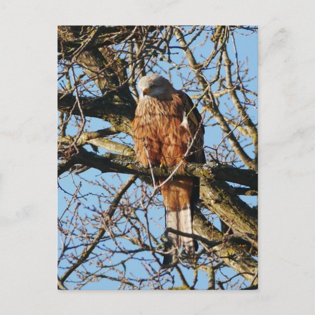 Red Kite Postcard (Front)