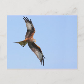 Red Kite Postcard