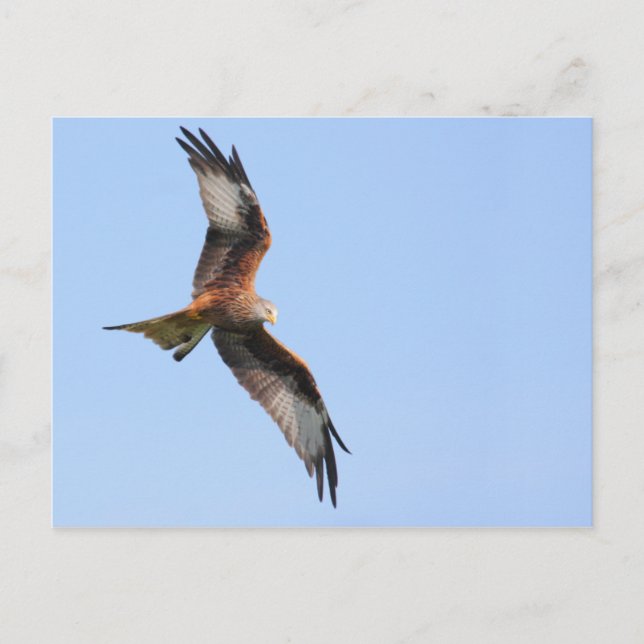 Red Kite Postcard (Front)