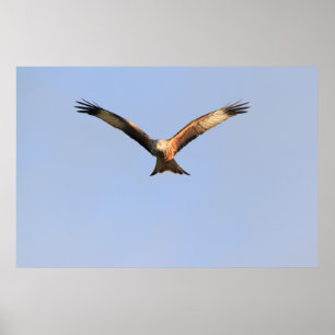 Red Kite Print
