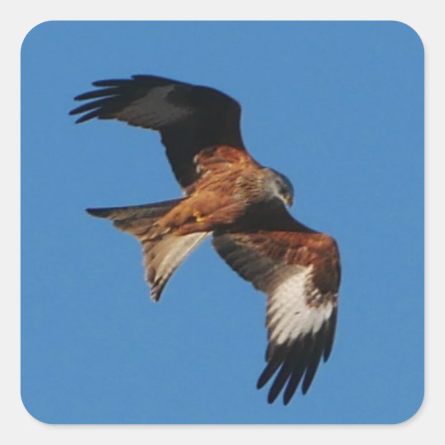 Red Kite Sticker (Front)