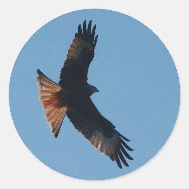 Red Kite Sticker (Front)