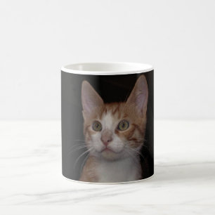 Red kitty - young cat, black background coffee mug