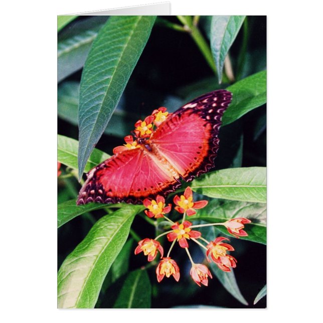 Red Lacewing Butterfly (Front)